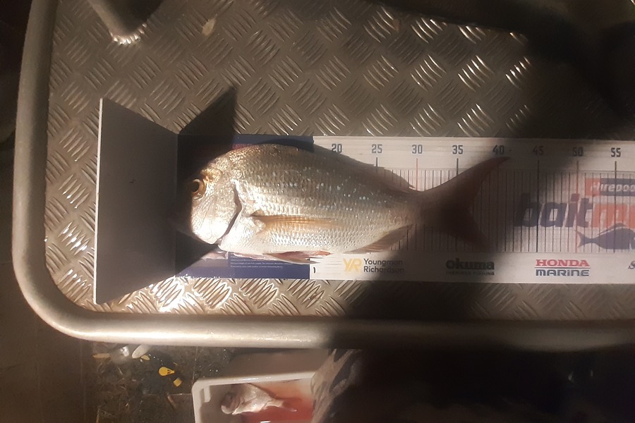Russell Blomquist caught this 36.0cm Snapper at Whangarei during The Hirepool Baitmates Fishing Comp