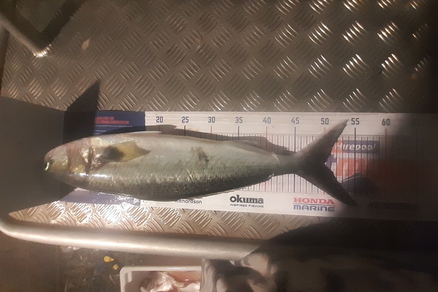 Russell Blomquist caught this 50.0cm Kahawai at Whangarei during The Hirepool Baitmates Fishing Comp