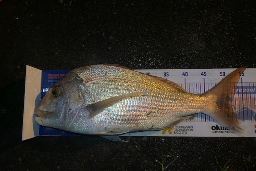 Erin Mcloughlin caught this 52.0cm Snapper at Mangawhai during The Hirepool Baitmates Fishing Comp