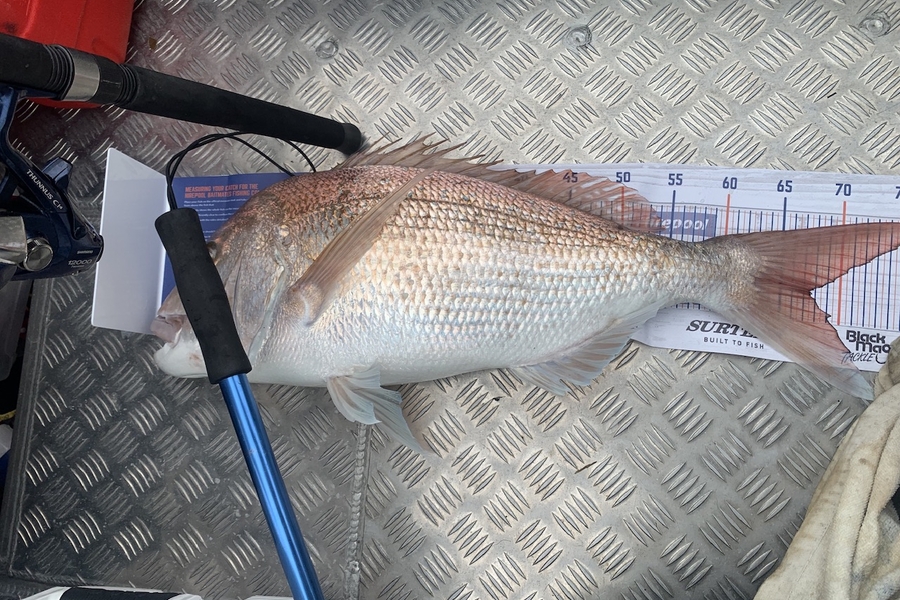 Dave Schon caught this 67.5cm Snapper at Coromandel during The Hirepool Baitmates Fishing Comp