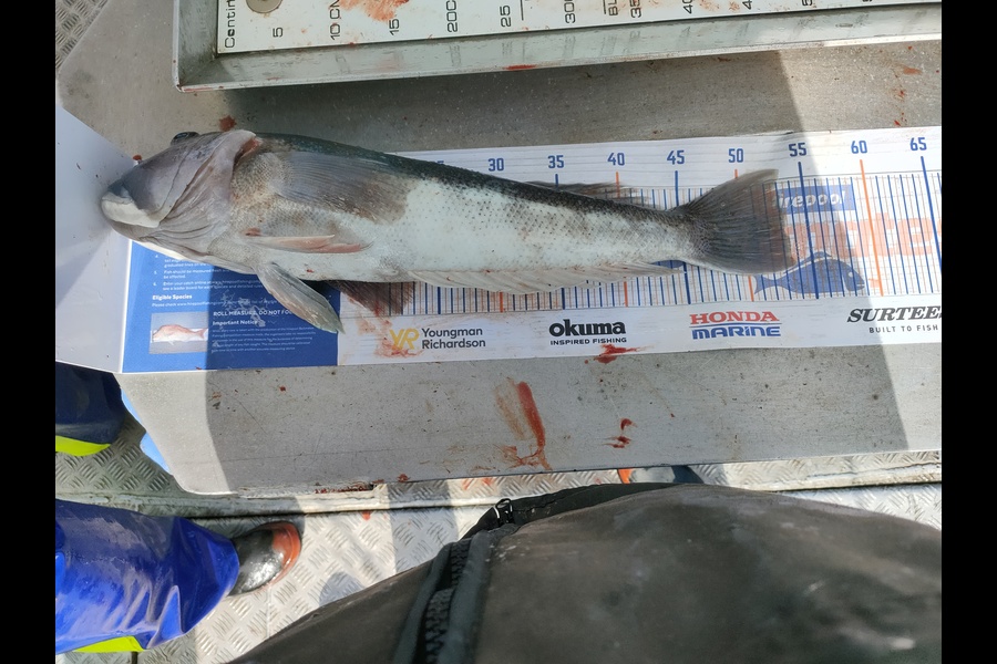 John bruce caught this 53.0cm Blue Cod at Kaikoura  during The Hirepool Baitmates Fishing Comp