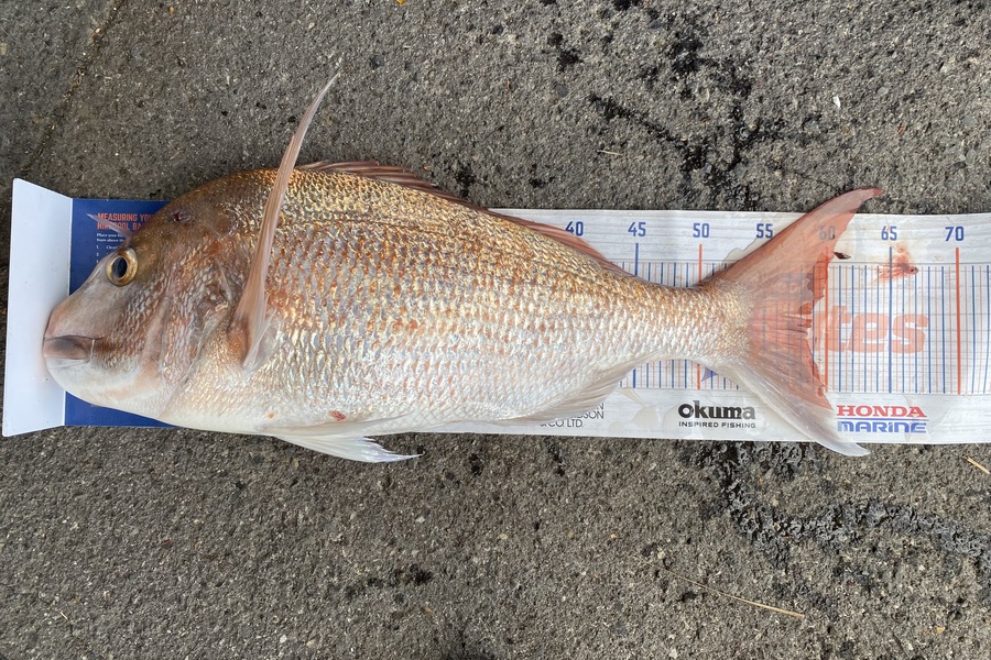 Elliot Gordon caught this 58.5cm Snapper at Tauranga during The Hirepool Baitmates Fishing Comp