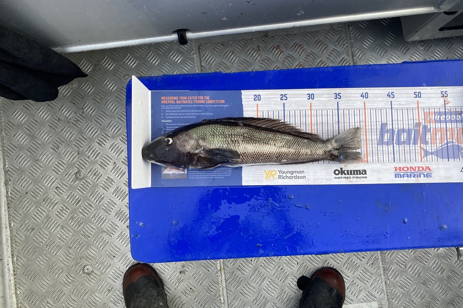 Tony Flowers caught this 37.0cm Blue Cod at West coast during The Hirepool Baitmates Fishing Comp