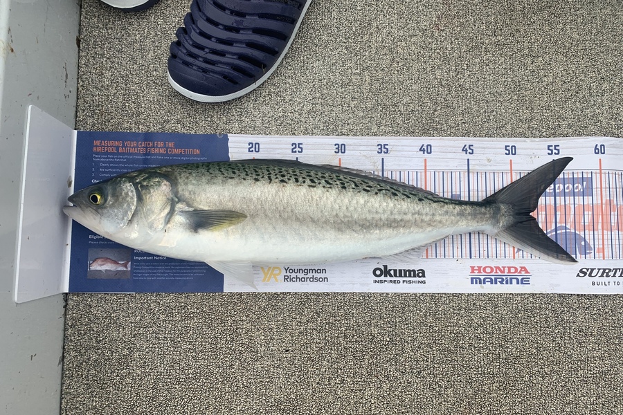 Aaron Johnston caught this 51.5cm Kahawai at Kapiti island  during The Hirepool Baitmates Fishing Comp