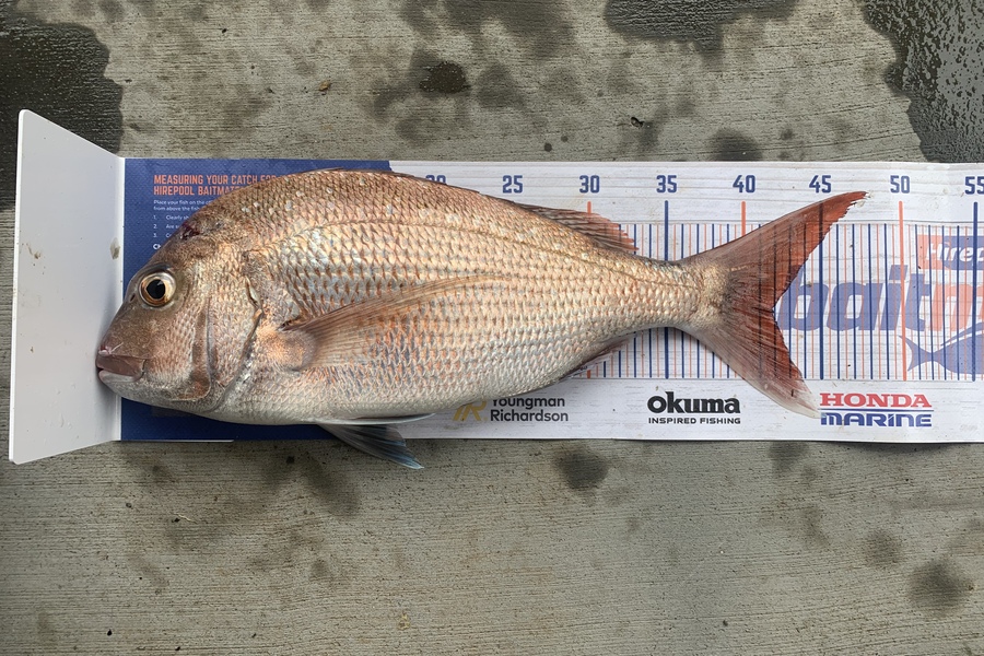 Aaron Johnston caught this 42.0cm Snapper at Kapiti island  during The Hirepool Baitmates Fishing Comp