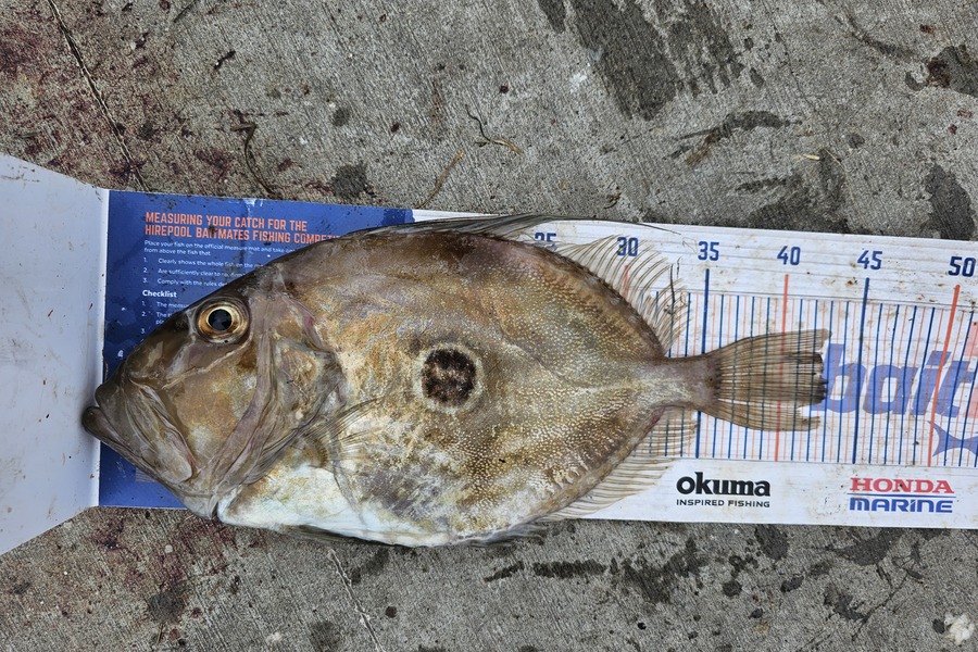 Ben Cullen caught this 42.5cm John Dory at Far north during The Hirepool Baitmates Fishing Comp