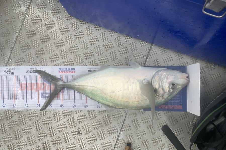 Matt Harrison caught this 54.0cm Trevally at Rangiputa  during The Hirepool Baitmates Fishing Comp