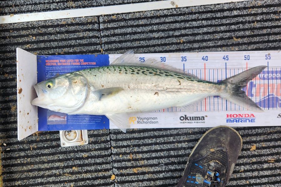 Dean Cameron caught this 48.0cm Kahawai at New plymouth  during The Hirepool Baitmates Fishing Comp