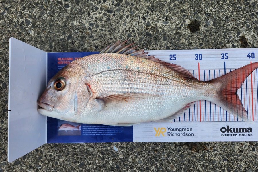 Dean Cameron caught this 37.0cm Snapper at New plymouth  during The Hirepool Baitmates Fishing Comp