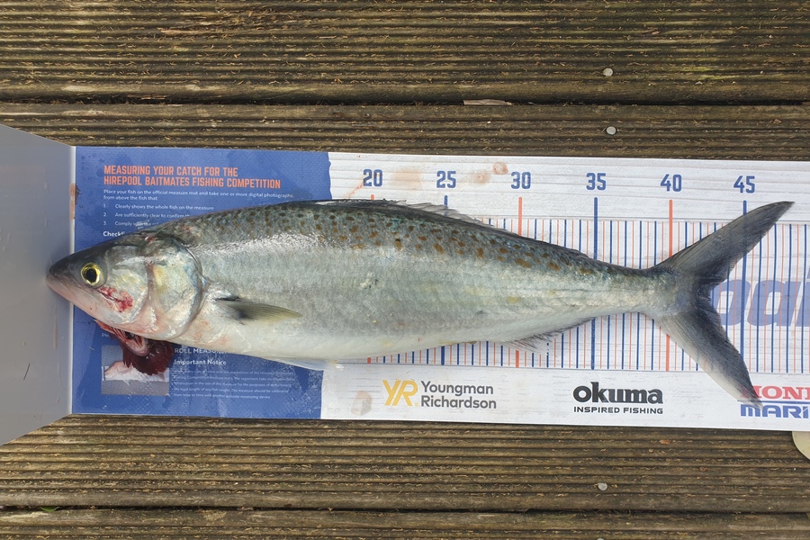 Gareth  Nicholson  caught this 42.5cm Kahawai at Waihi Beach during The Hirepool Baitmates Fishing Comp