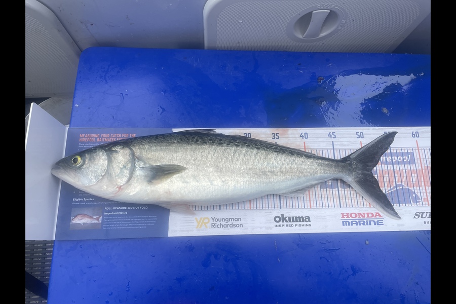 Craig Newland caught this 51.0cm Kahawai at Whangamata during The Hirepool Baitmates Fishing Comp