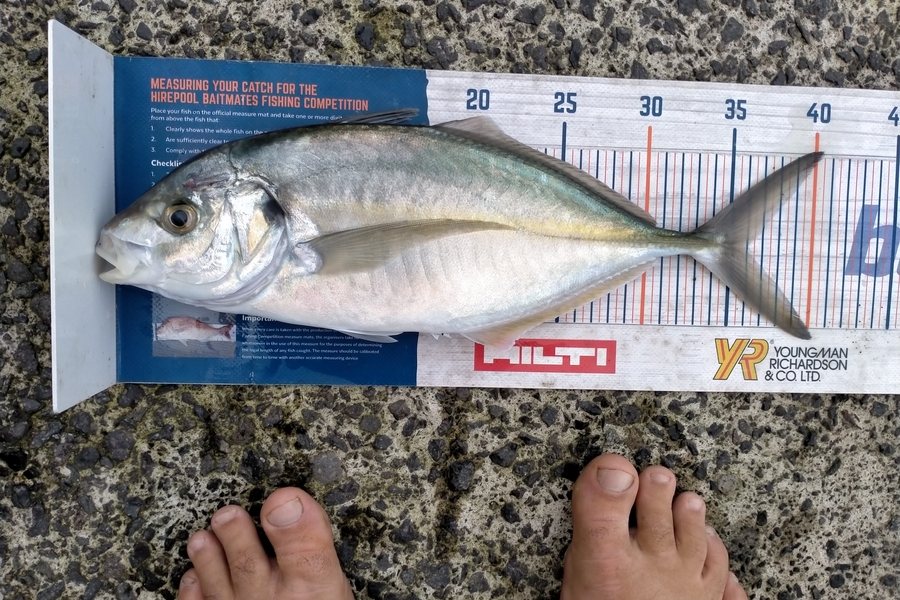 Andrew Cornelder caught this 36.0cm Trevally at Tauranga  during The Hirepool Baitmates Fishing Comp