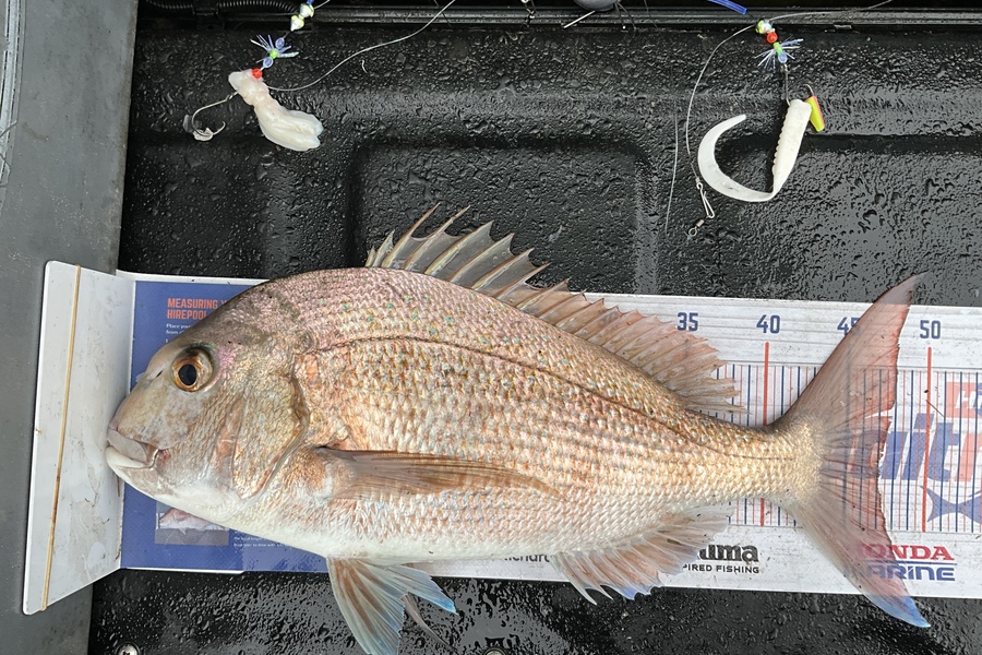 Stephen Heka caught this 47.0cm Snapper at Far North East coast  during The Hirepool Baitmates Fishing Comp