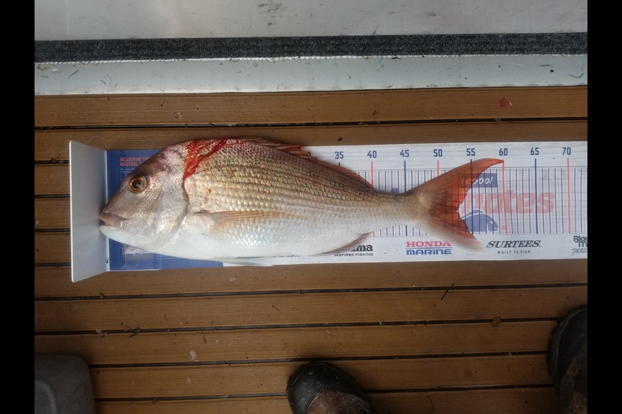 Vincent Alloway caught this 52.5cm Snapper at Bowentown during The Hirepool Baitmates Fishing Comp