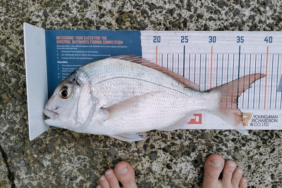 Bailey Cornelder caught this 34.5cm Snapper at Tga during The Hirepool Baitmates Fishing Comp