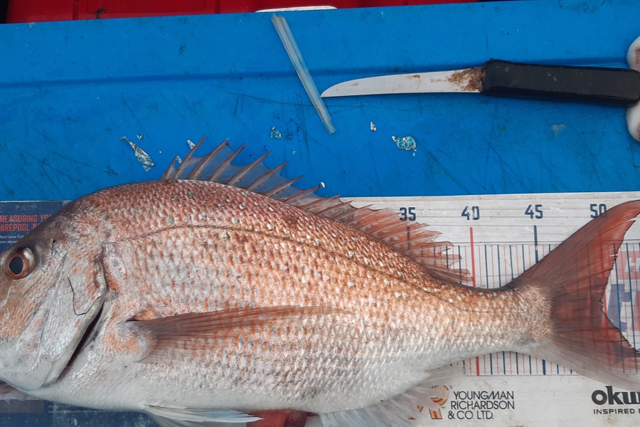Dan Musson caught this 49.5cm Snapper at Welly sth coast  during The Hirepool Baitmates Fishing Comp