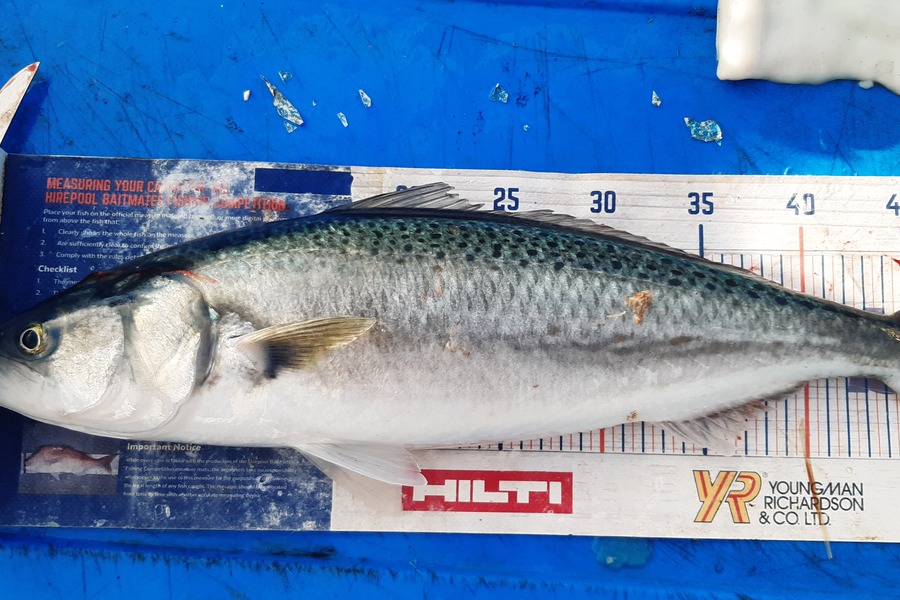 Dan Musson caught this 49.0cm Kahawai at Welly sth coast  during The Hirepool Baitmates Fishing Comp