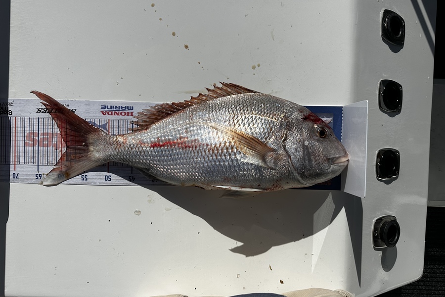 Sean Riley caught this 58.5cm Snapper at Tasman Bay during The Hirepool Baitmates Fishing Comp