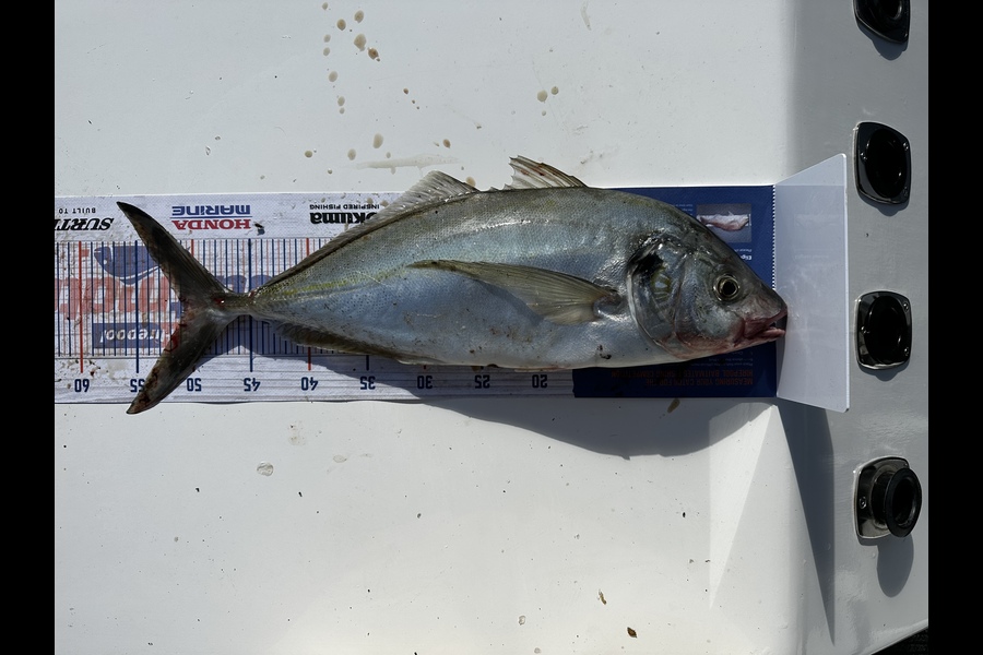 Sean Riley caught this 50.5cm Trevally at Tasman bay during The Hirepool Baitmates Fishing Comp