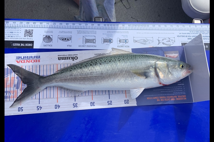 Judi Geenty caught this 48.5cm Kahawai at Tauranga Harbour during The Hirepool Baitmates Fishing Comp