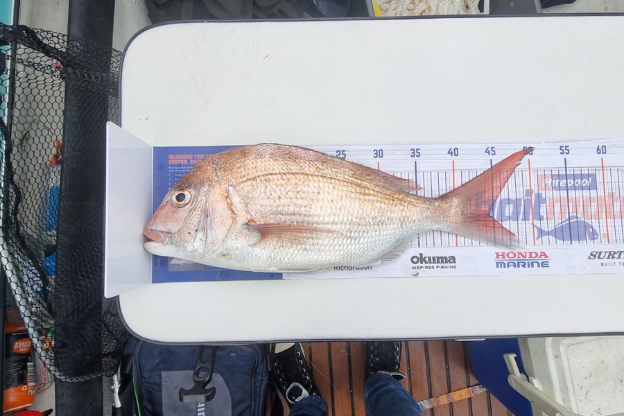 Corey Searle caught this 44.5cm Snapper at Pukarua bay  during The Hirepool Baitmates Fishing Comp