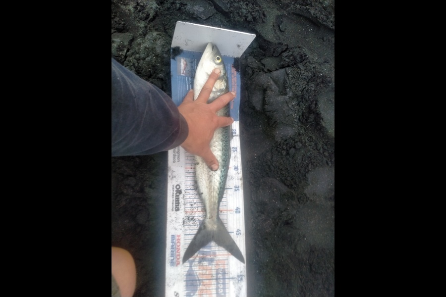 Roger Ratahi caught this 46.5cm Kahawai at Taranaki during The Hirepool Baitmates Fishing Comp