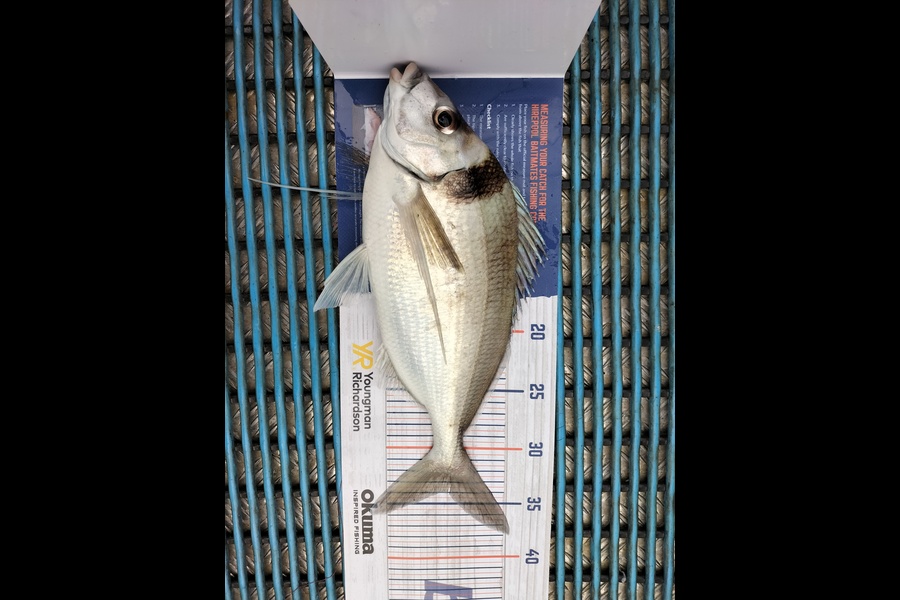 Levi kendall caught this 34.0cm Tarakihi at New Plymouth  during The Hirepool Baitmates Fishing Comp