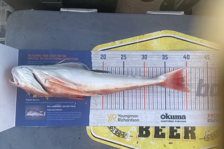 Nathan Robinson caught this 39.5cm Gurnard at Kaiteriteri  during The Hirepool Baitmates Fishing Comp