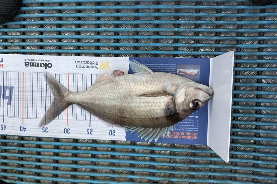 Tracey Castle caught this 33.0cm Tarakihi at New Plymouth  during The Hirepool Baitmates Fishing Comp