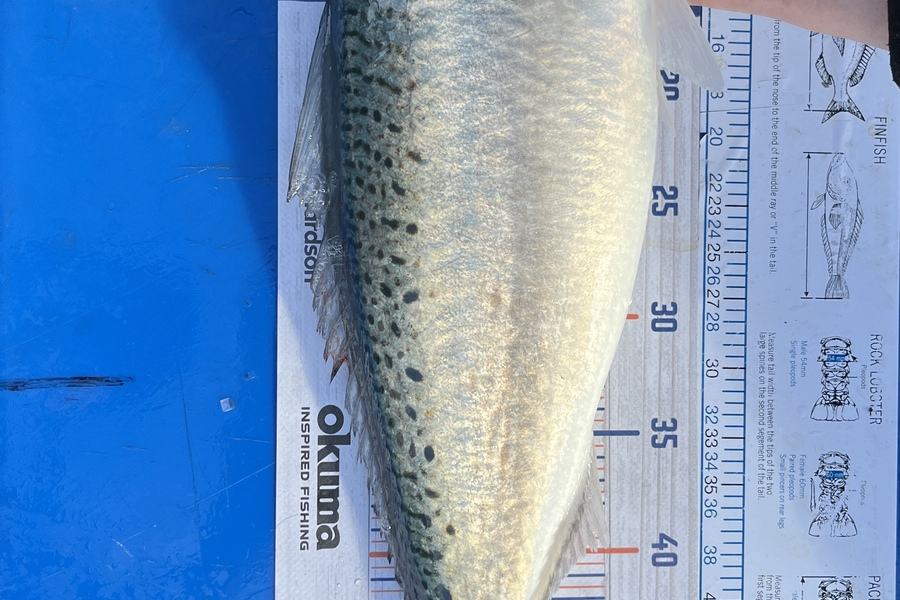 Michelle O'Connor caught this 52.5cm Kahawai at Ōkiwi Bay  during The Hirepool Baitmates Fishing Comp