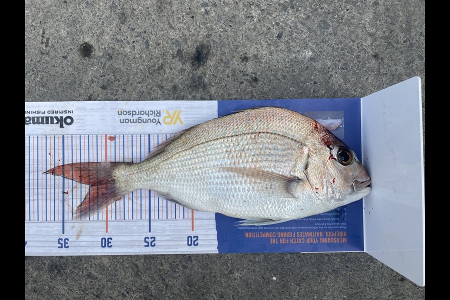 Shane Blake caught this 31.5cm Snapper at Wellington during The Hirepool Baitmates Fishing Comp