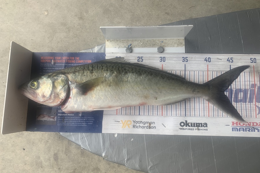 Graeme Duncan caught this 43.5cm Kahawai at Bop during The Hirepool Baitmates Fishing Comp