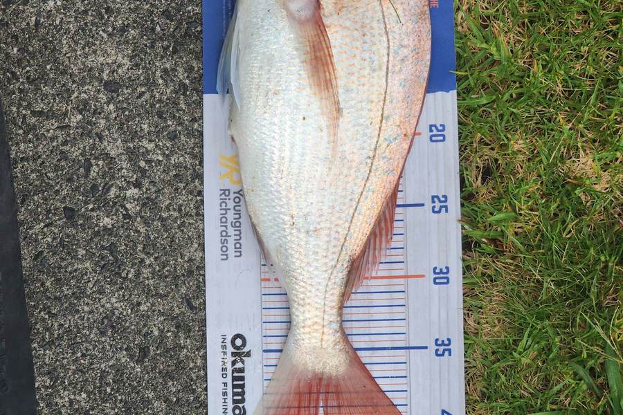 Frazer Hope caught this 40.0cm Snapper at Tauranga  during The Hirepool Baitmates Fishing Comp