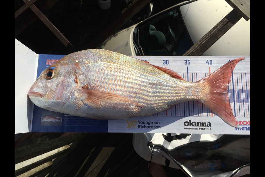 Nikki Tate caught this 43.5cm Snapper at Doubtless bay  during The Hirepool Baitmates Fishing Comp