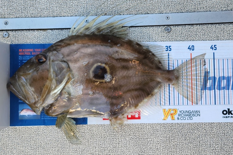 Kristian Borgolte caught this 43.5cm John Dory at Far North during The Hirepool Baitmates Fishing Comp