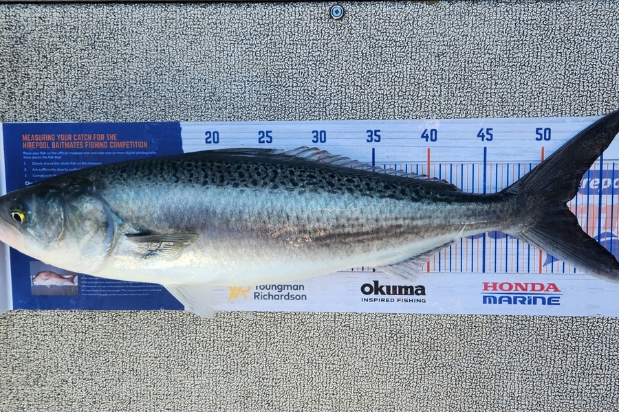 Kristian Borgolte caught this 52.0cm Kahawai at Far North during The Hirepool Baitmates Fishing Comp