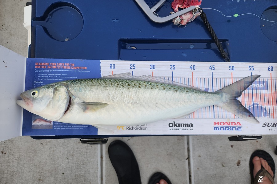 Rex Wilson caught this 50.5cm Kahawai at Bay of plenty  during The Hirepool Baitmates Fishing Comp