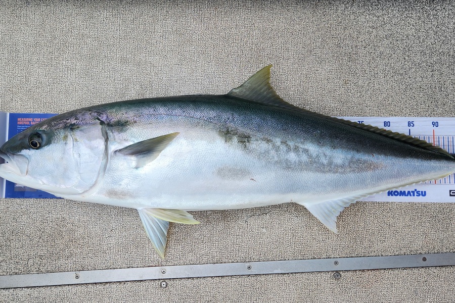 Kristian Borgolte caught this 102.5cm Kingfish at Far North during The Hirepool Baitmates Fishing Comp