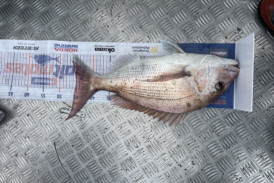 Nathan Blackburn caught this 45.0cm Snapper at Hunters during The Hirepool Baitmates Fishing Comp
