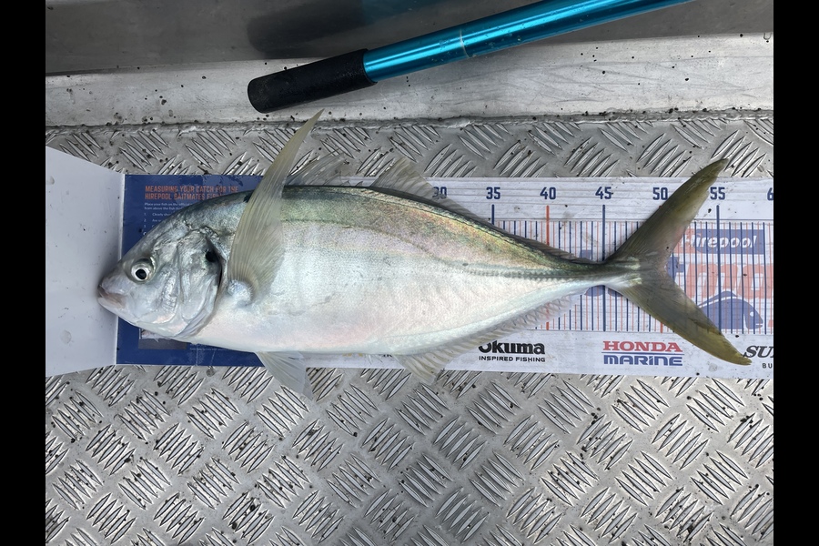Nathan Blackburn caught this 50.0cm Trevally at Hunters during The Hirepool Baitmates Fishing Comp