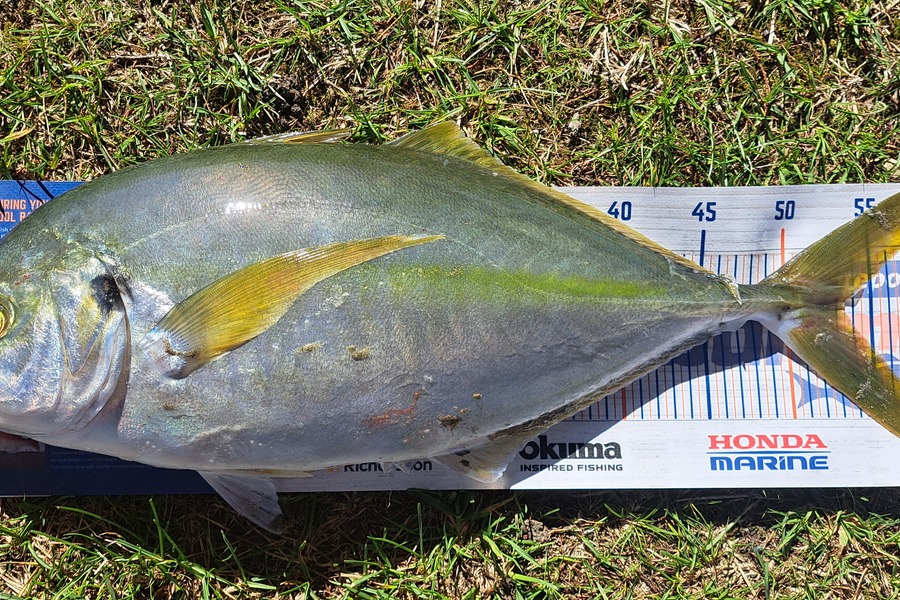Dylan Ray caught this 53.5cm Trevally at Takaka during The Hirepool Baitmates Fishing Comp