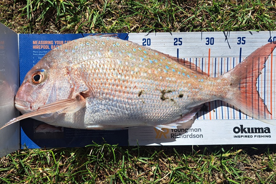 Dylan Ray caught this 37.5cm Snapper at Takaka during The Hirepool Baitmates Fishing Comp