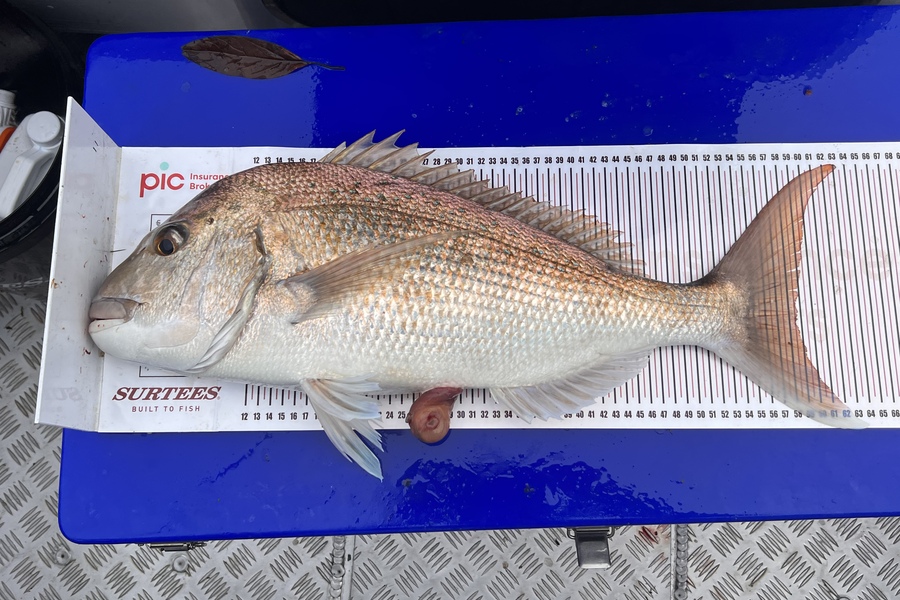 Ryan Holder caught this 58.5cm Snapper at Thames during The Hirepool Baitmates Fishing Comp