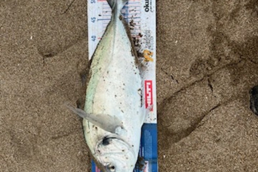 Tom Whitaker caught this 52.0cm Trevally at Woolleys Bay during The Hirepool Baitmates Fishing Comp