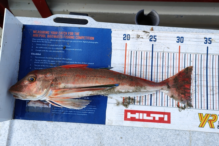 Nikora Wild caught this 32.0cm Gurnard at Himatangi  during The Hirepool Baitmates Fishing Comp