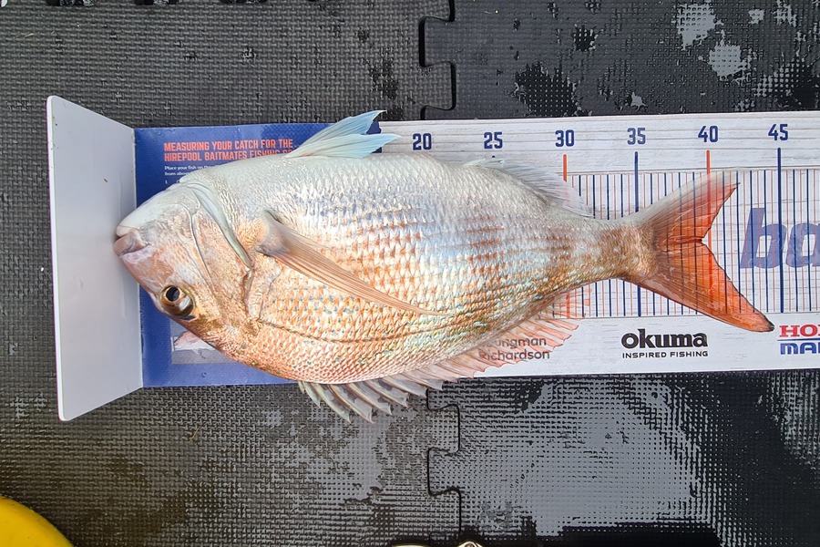 Carl McCoy caught this 39.5cm Snapper at Wellington Harbour  during The Hirepool Baitmates Fishing Comp