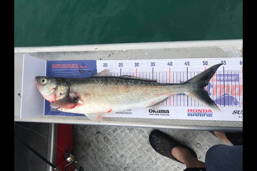 Kevin Emanuel caught this 49.5cm Kahawai at Bream bay  during The Hirepool Baitmates Fishing Comp