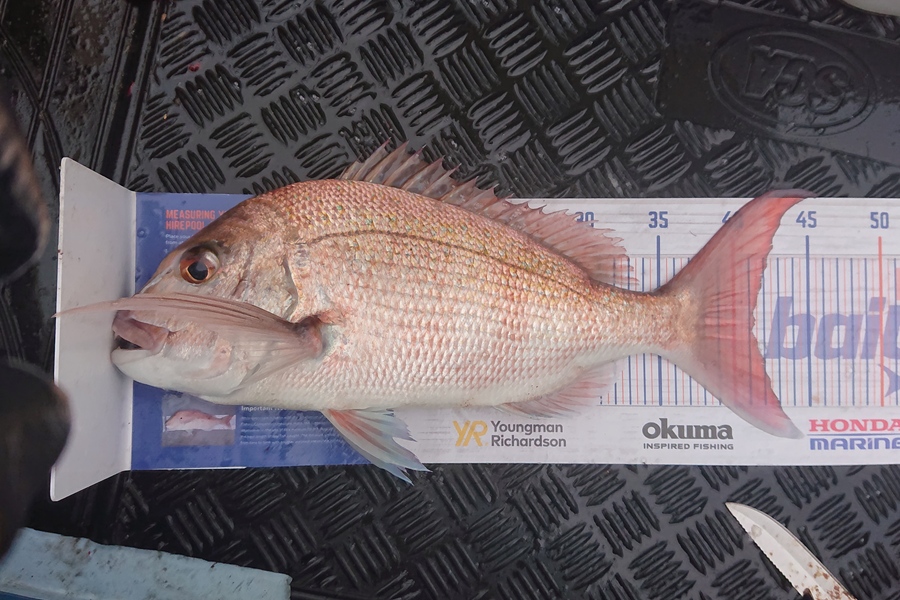 Andrew Wilson caught this 41.0cm Snapper at Browns bay reef, East coast bays during The Hirepool Baitmates Fishing Comp