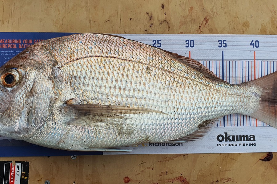 Marty Wehipeihana caught this 44.0cm Snapper at Papamoa Beach, Papamoa  during The Hirepool Baitmates Fishing Comp