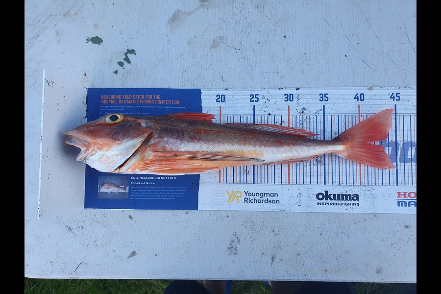 Bill Oliver caught this 41.0cm Gurnard at waiinu Beach Waitotara  during The Hirepool Baitmates Fishing Comp